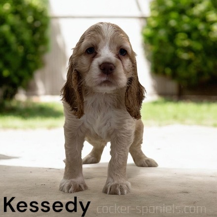 puppy, for, sale, Cocker Spaniel, Joe & Cherri  Overlease, dog, breeder, Miller, MO, dog-breeder, puppy-for-sale, forsale, nearby, find, puppyfind, locator, puppylocator, aca